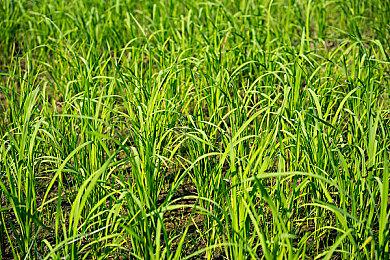 《战锤40K：暗潮》免费更新档公布 加入全新内容