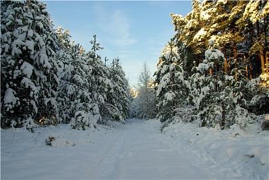 英伟达推送新显卡驱动 为《星空》提供优化支持